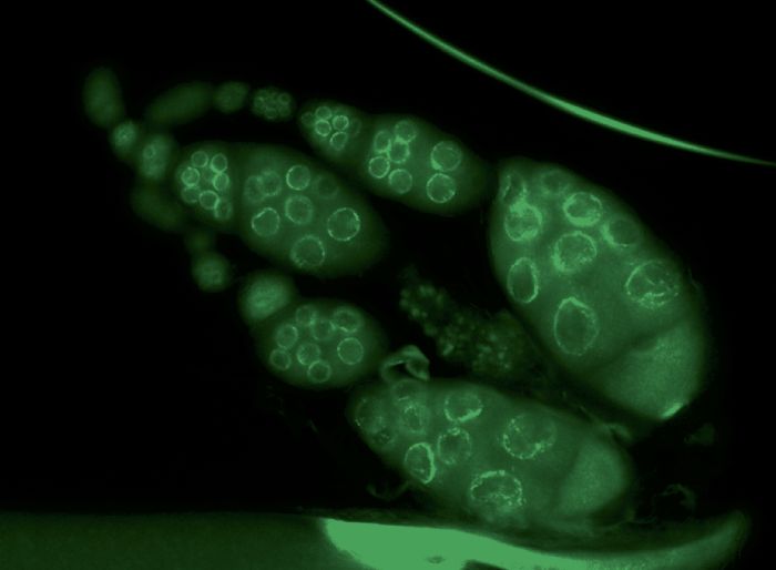 Drosophila egg chambers with Vasa staining